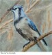 Blue Jay (Sold)