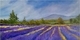 Sacred Mountain Lavender Farm, Salt Spring Island